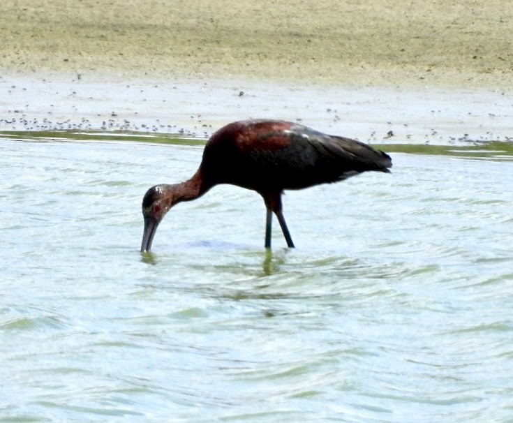 White-faced Ibis - ML639067274