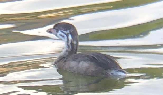 Pied-billed Grebe - ML639067359