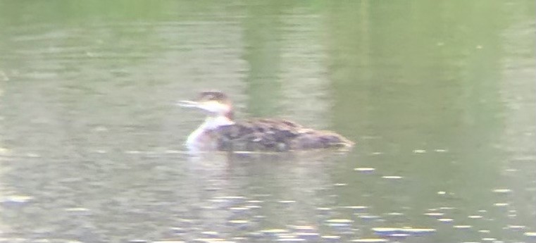 Common Loon - ML639067382