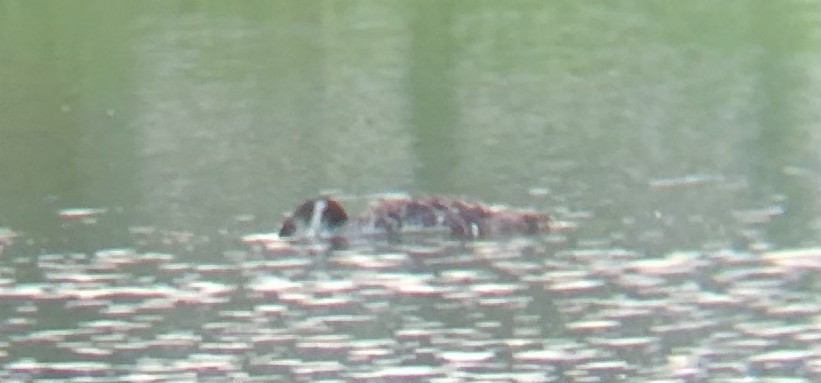 Common Loon - ML639067383