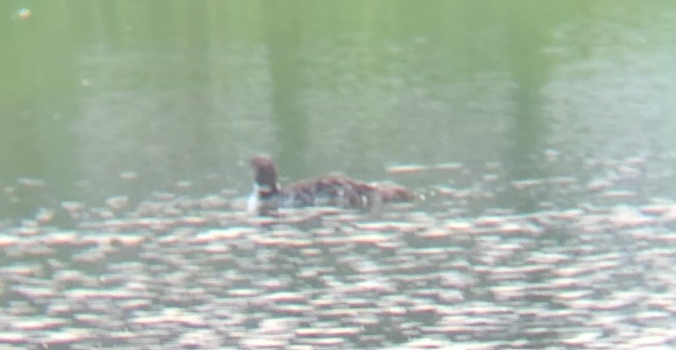 Common Loon - ML639067384