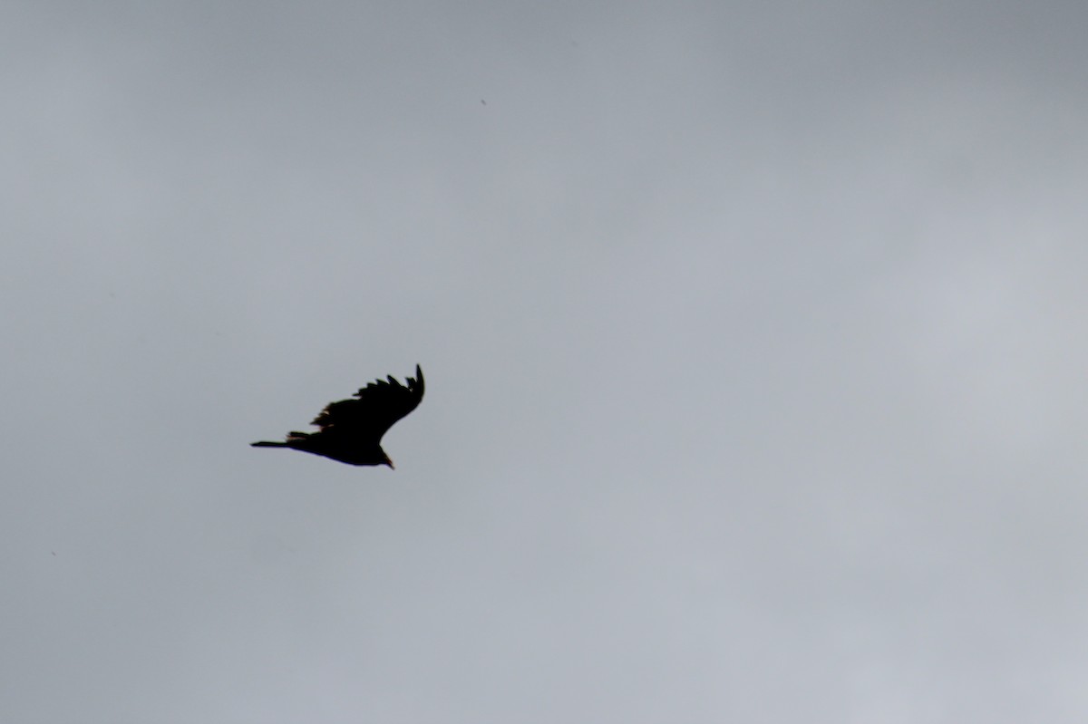 Turkey Vulture - ML639067401