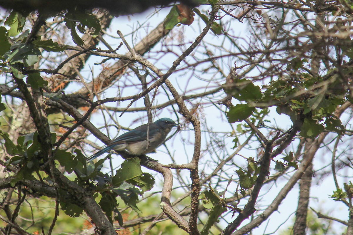 Mexican Jay - ML639067440