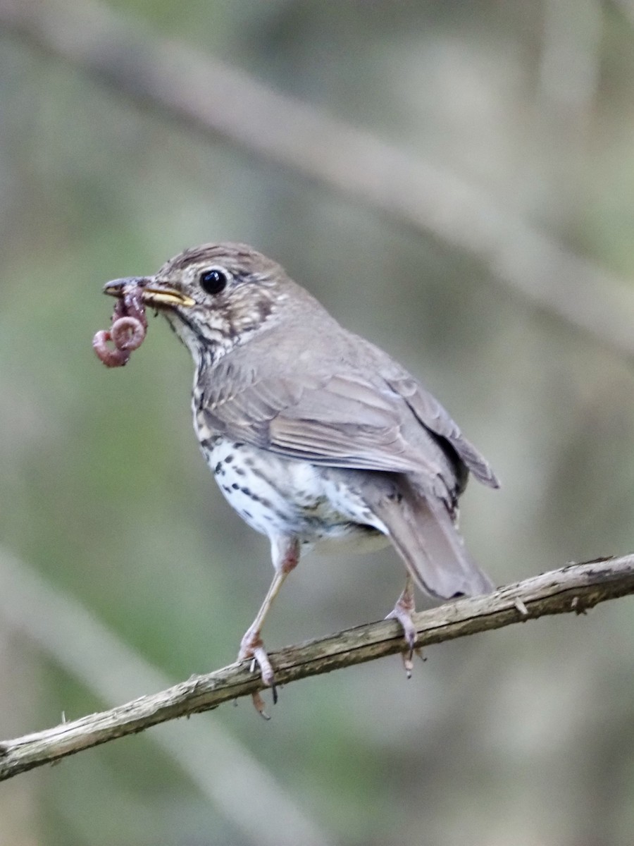 Song Thrush - ML639067477