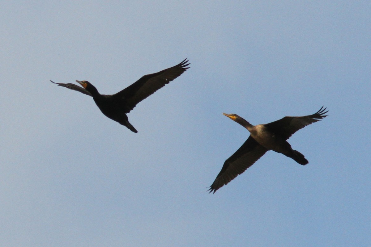 Cormoran à aigrettes - ML639067520