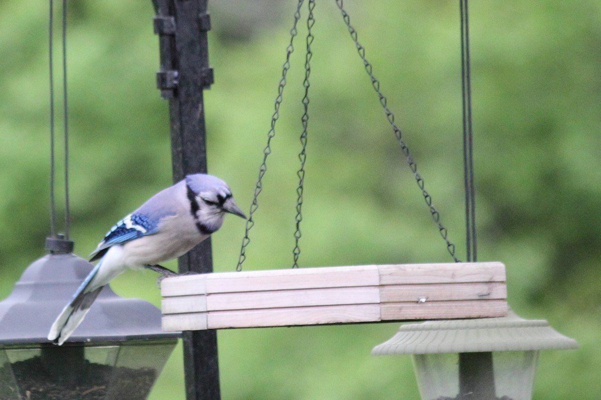 Blue Jay - ML639067522