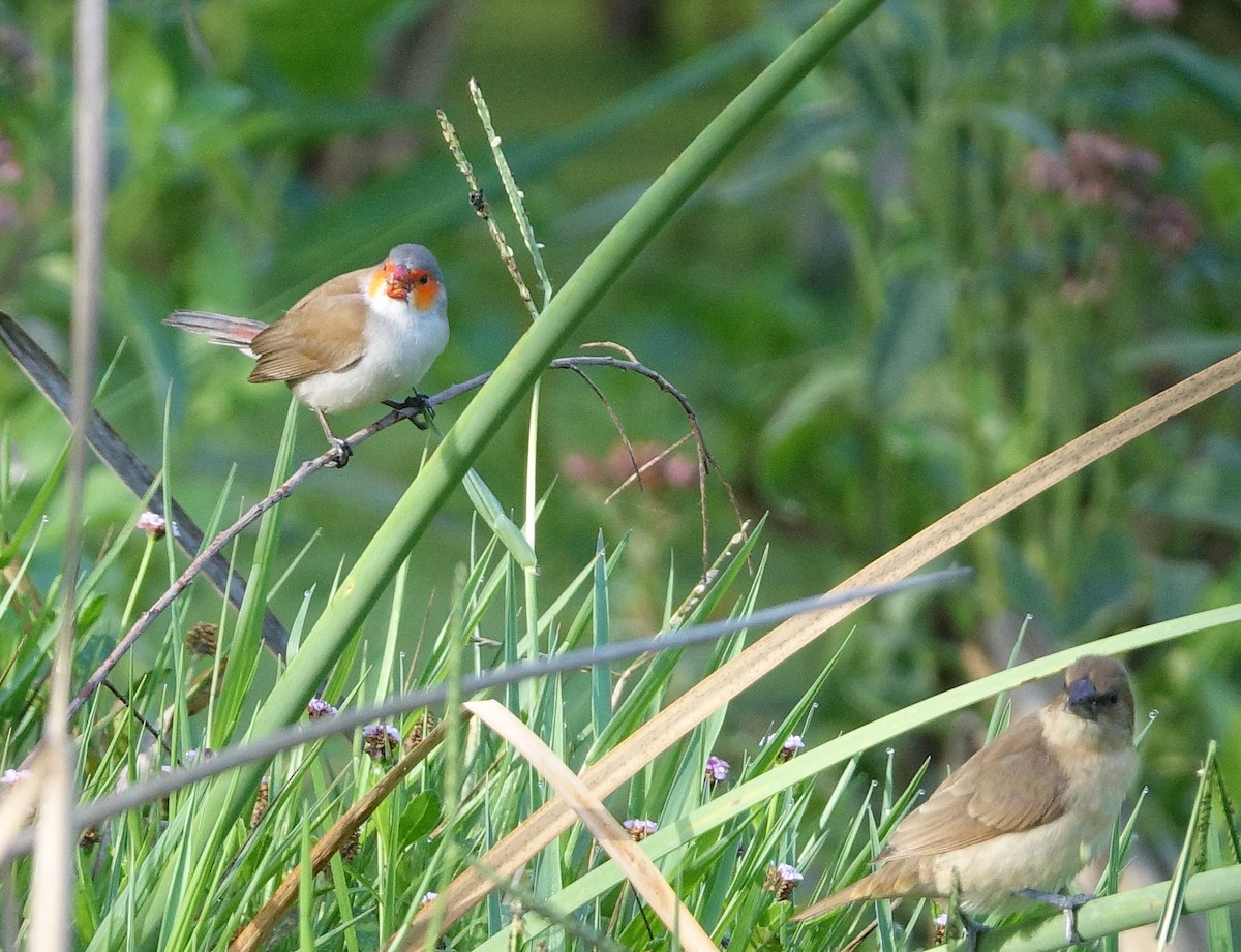 Orange-cheeked Waxbill - ML639067545