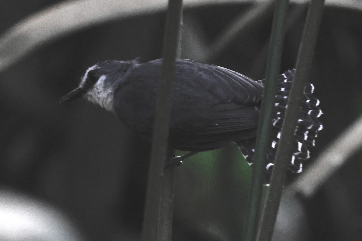 White-throated Antbird - ML639067550