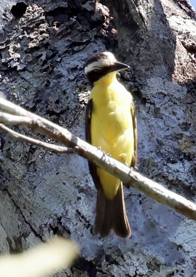 Yellow-throated Flycatcher - ML639067562