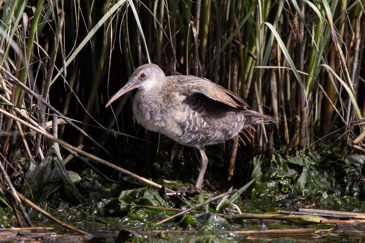 Clapper Rail - ML639067579