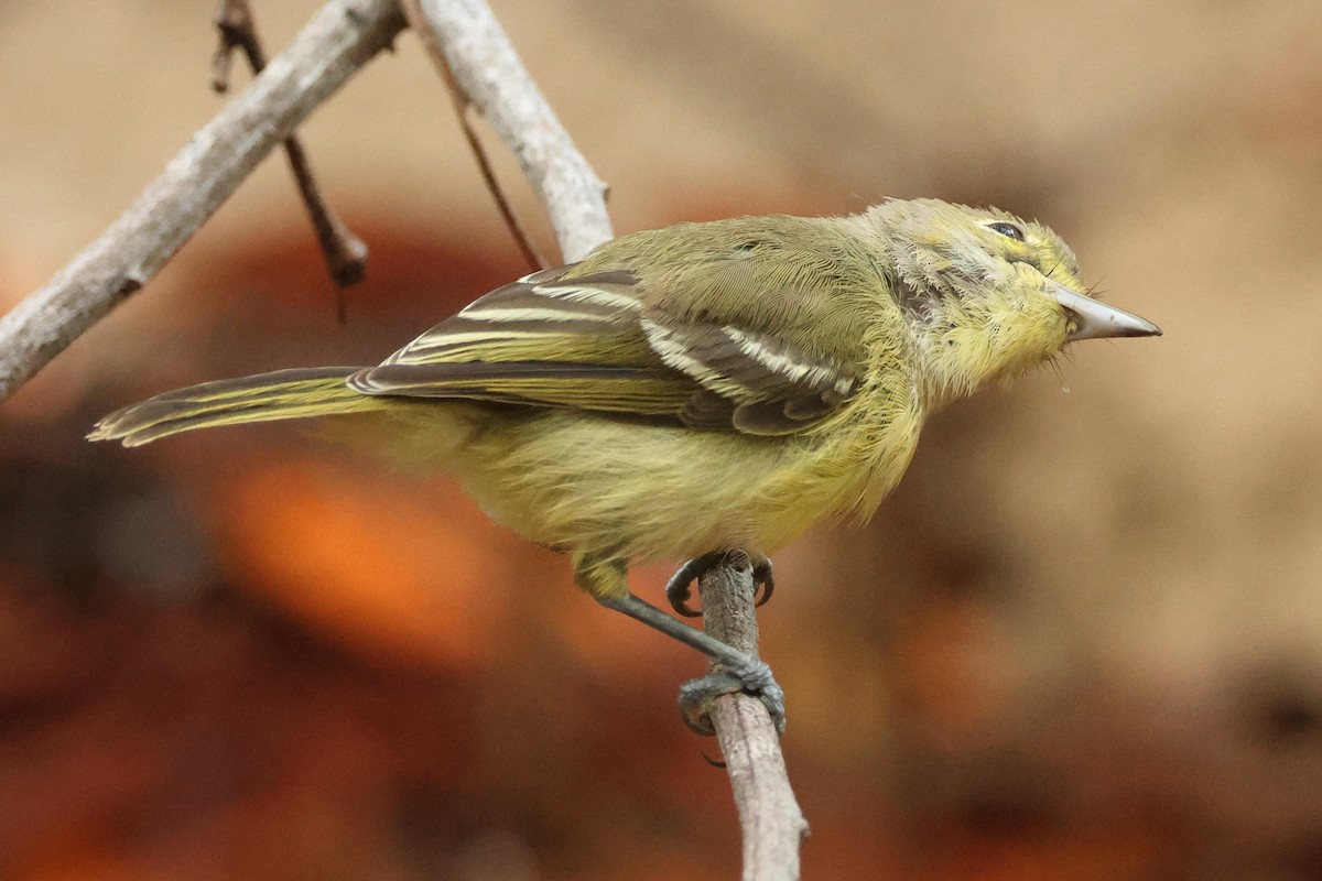 Thick-billed Vireo - ML639067584