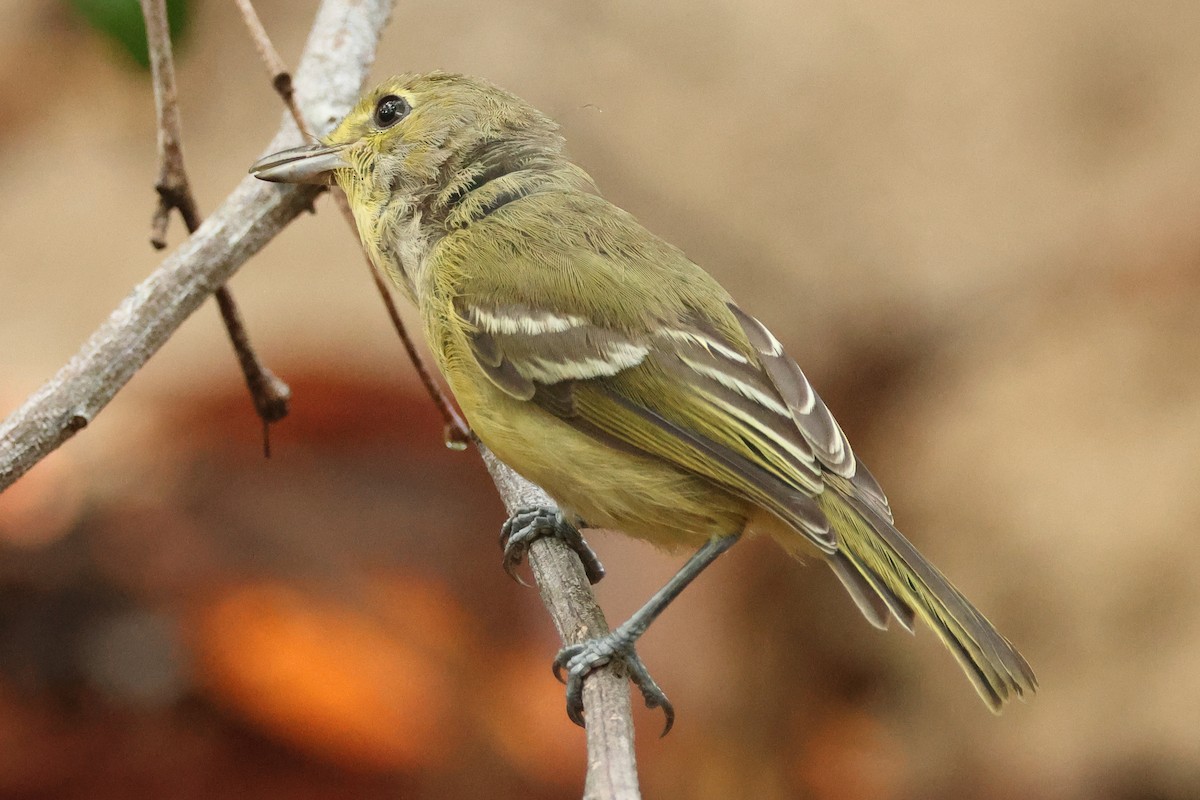 Thick-billed Vireo - ML639067585