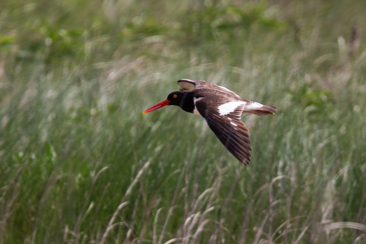American Oystercatcher - ML639067587