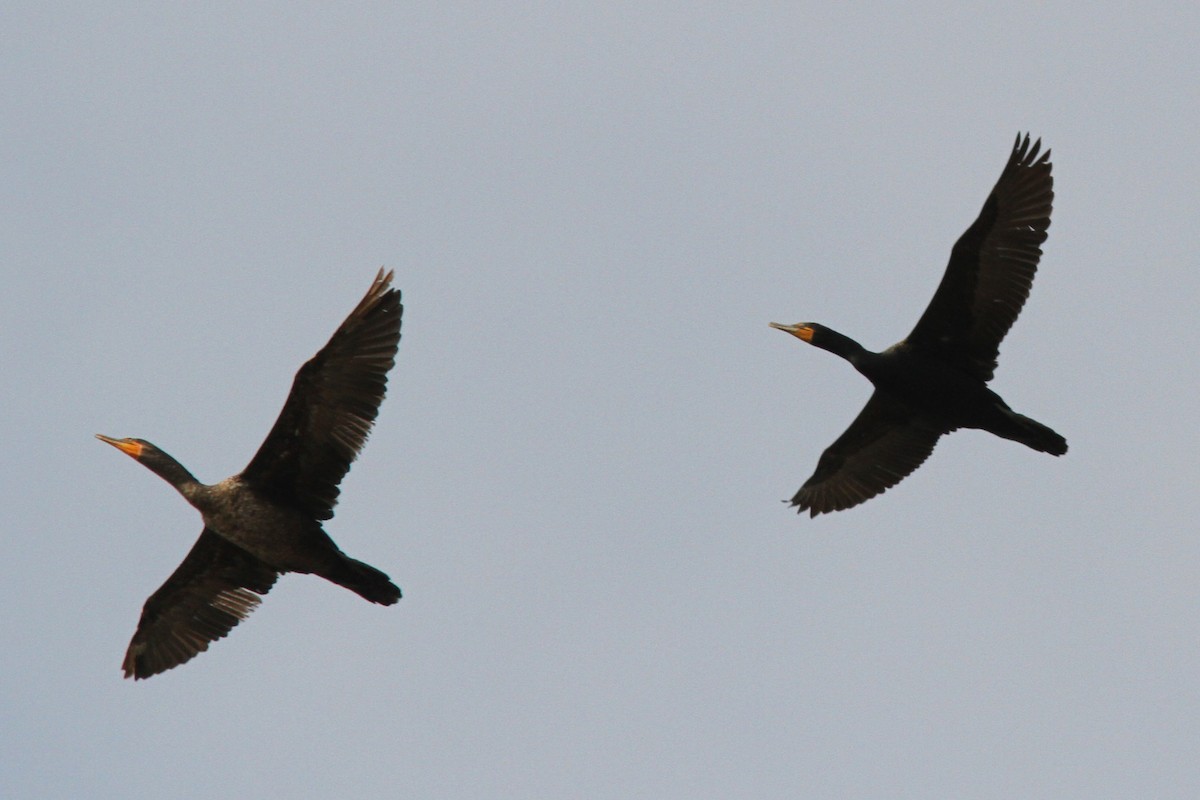 Cormoran à aigrettes - ML639067594