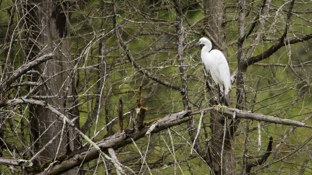 Little Egret - ML639067627