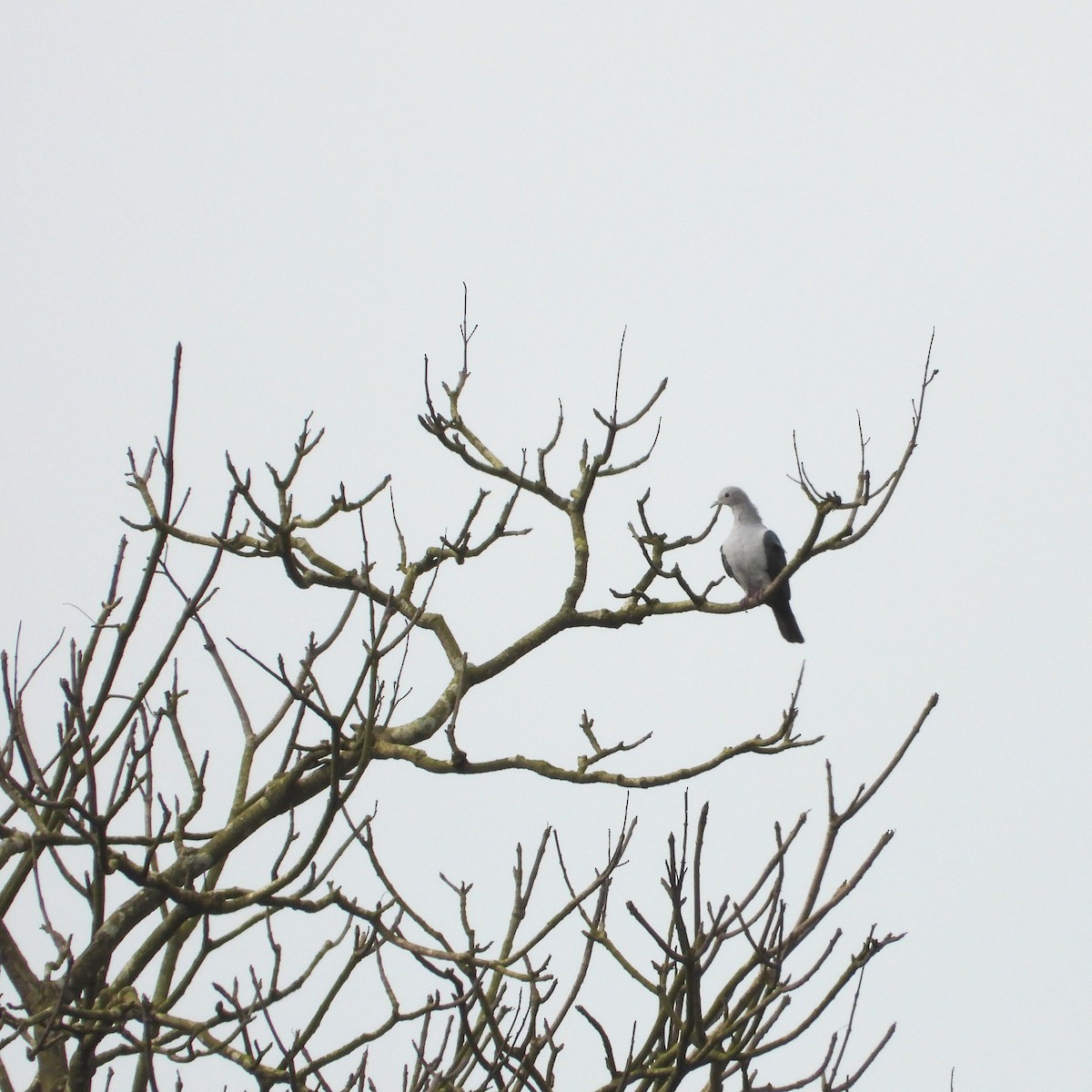 Green Imperial-Pigeon - ML639067634