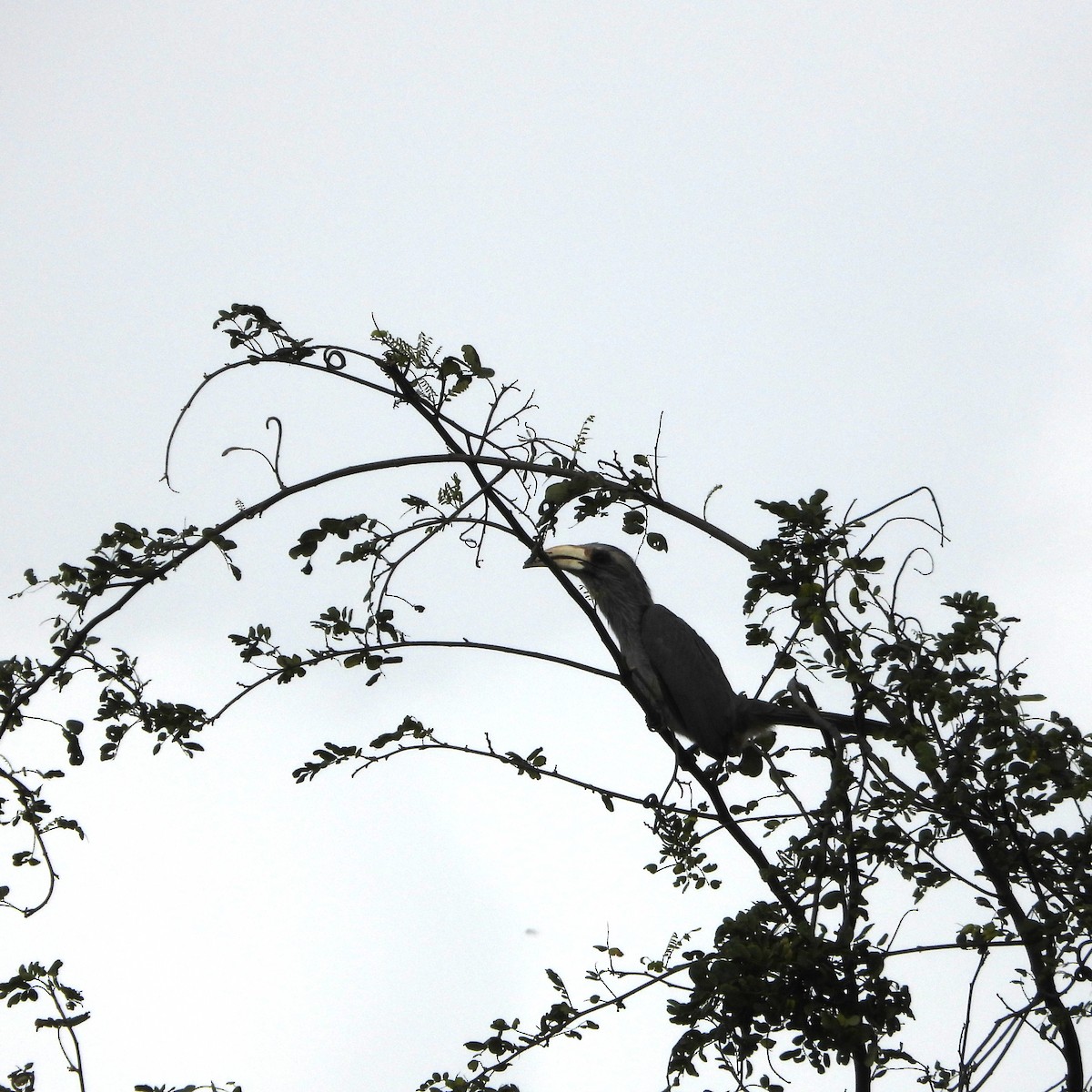 Malabar Gray Hornbill - ML639067657