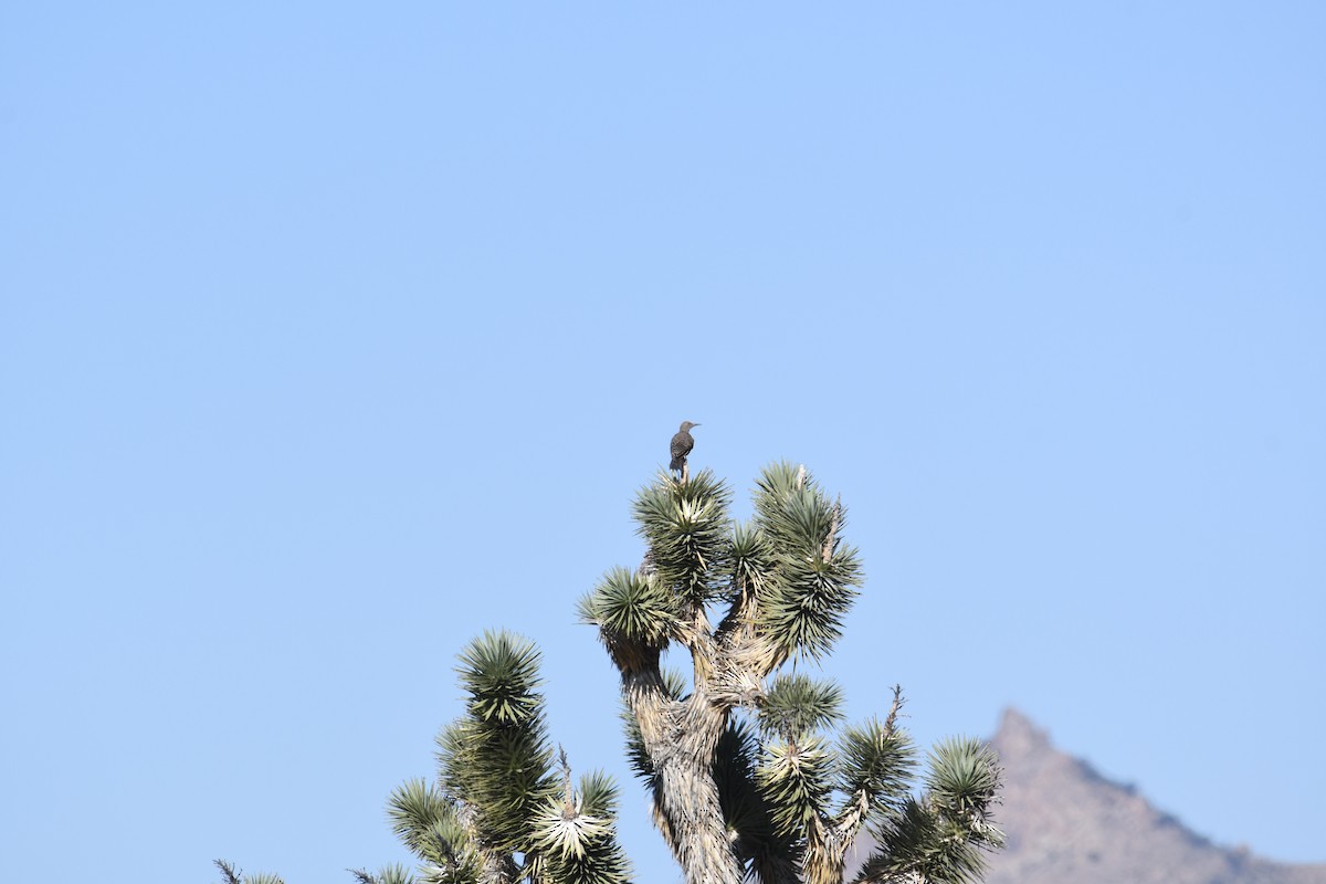 Gilded Flicker - ML639067661
