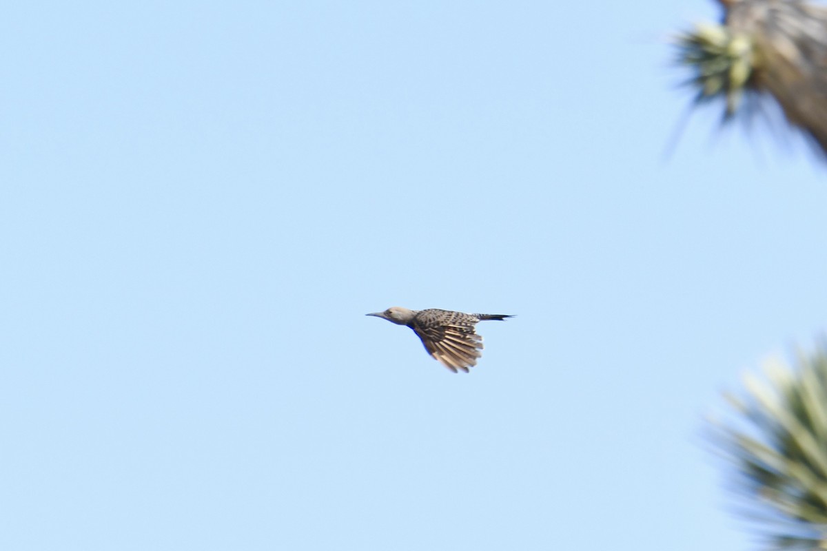 Gilded Flicker - ML639067694