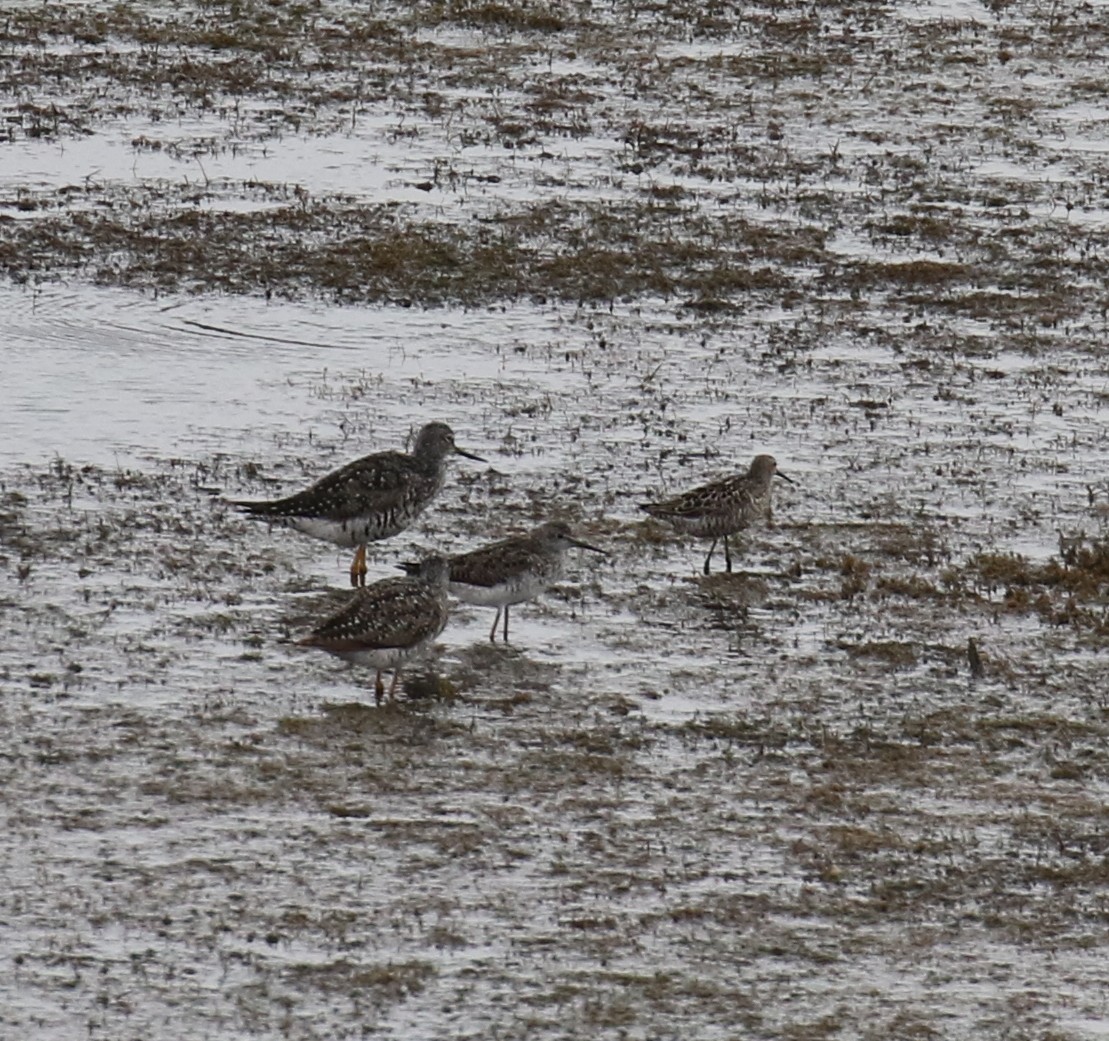 Stilt Sandpiper - ML639067695