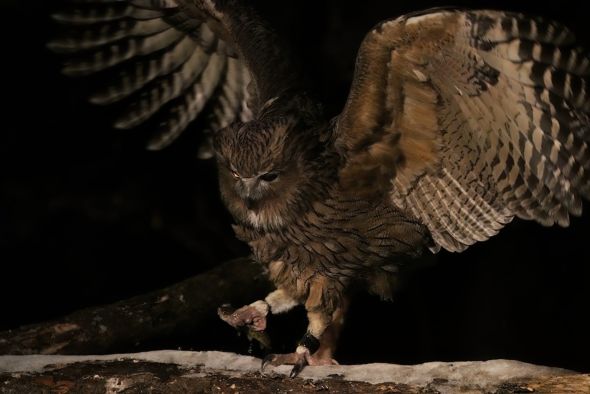 Blakiston's Fish-Owl - ML639067705