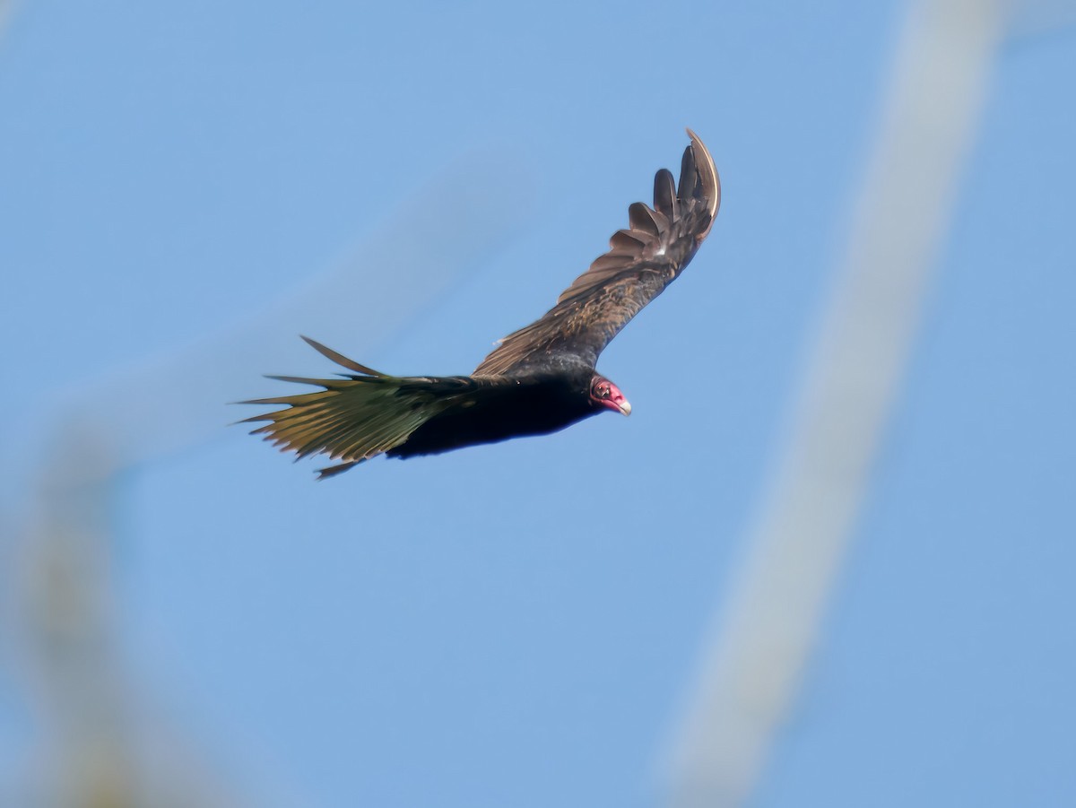 Turkey Vulture - ML639067735