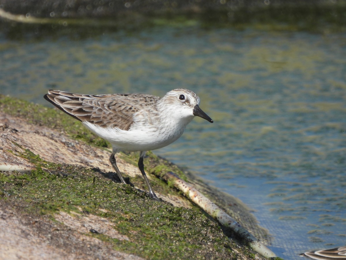 Semipalmated Sandpiper - ML639067754