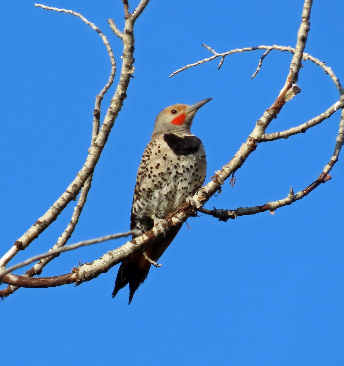 Northern Flicker (Red-shafted) - ML639067774