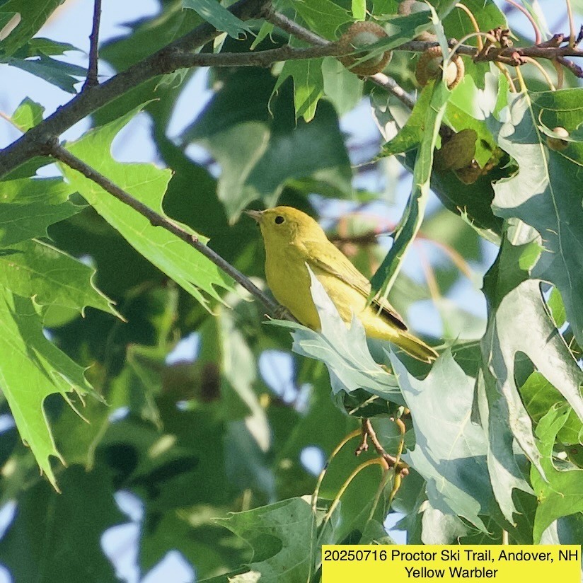 Yellow Warbler - ML639067786