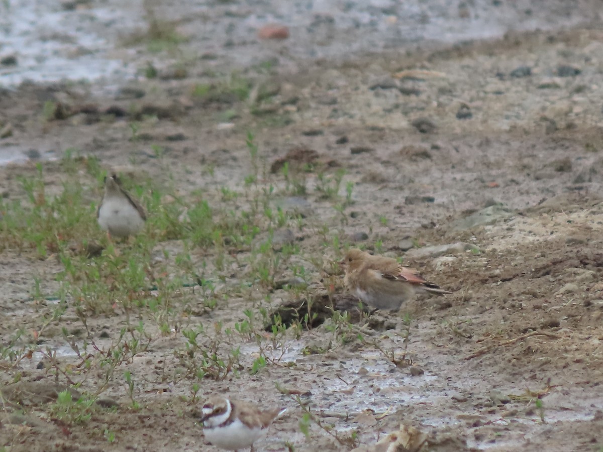 Crimson-winged Finch (Eurasian) - ML639067797