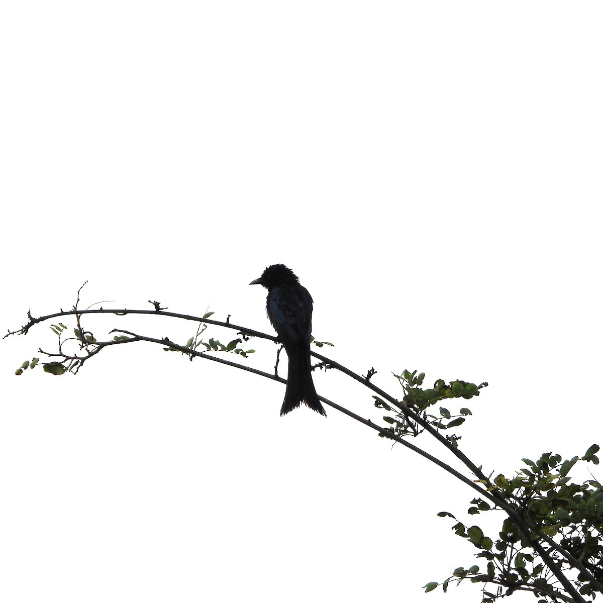 Bronzed Drongo - ML639067803