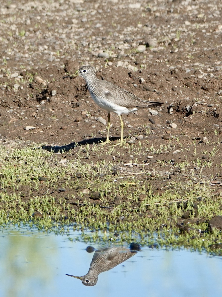 Solitary Sandpiper - ML639067809