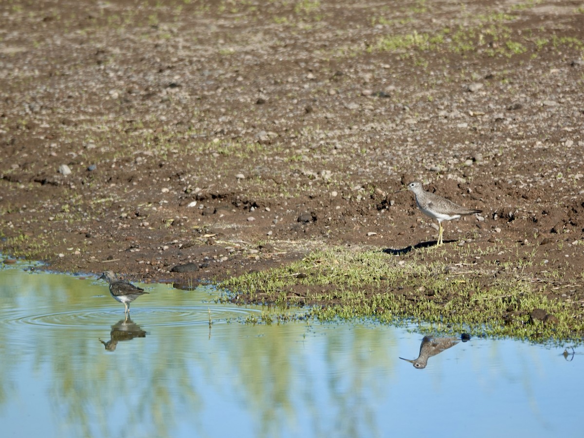 Solitary Sandpiper - ML639067810