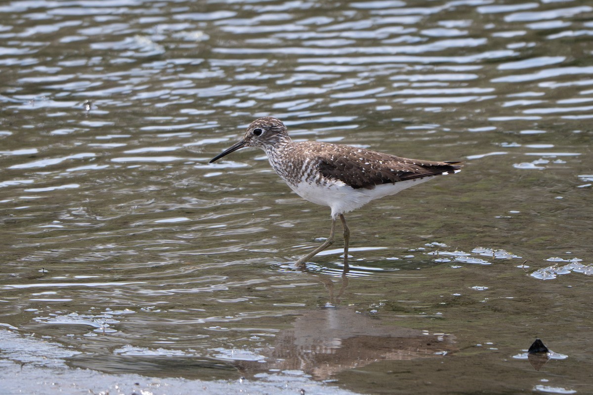 Solitary Sandpiper - ML639067819