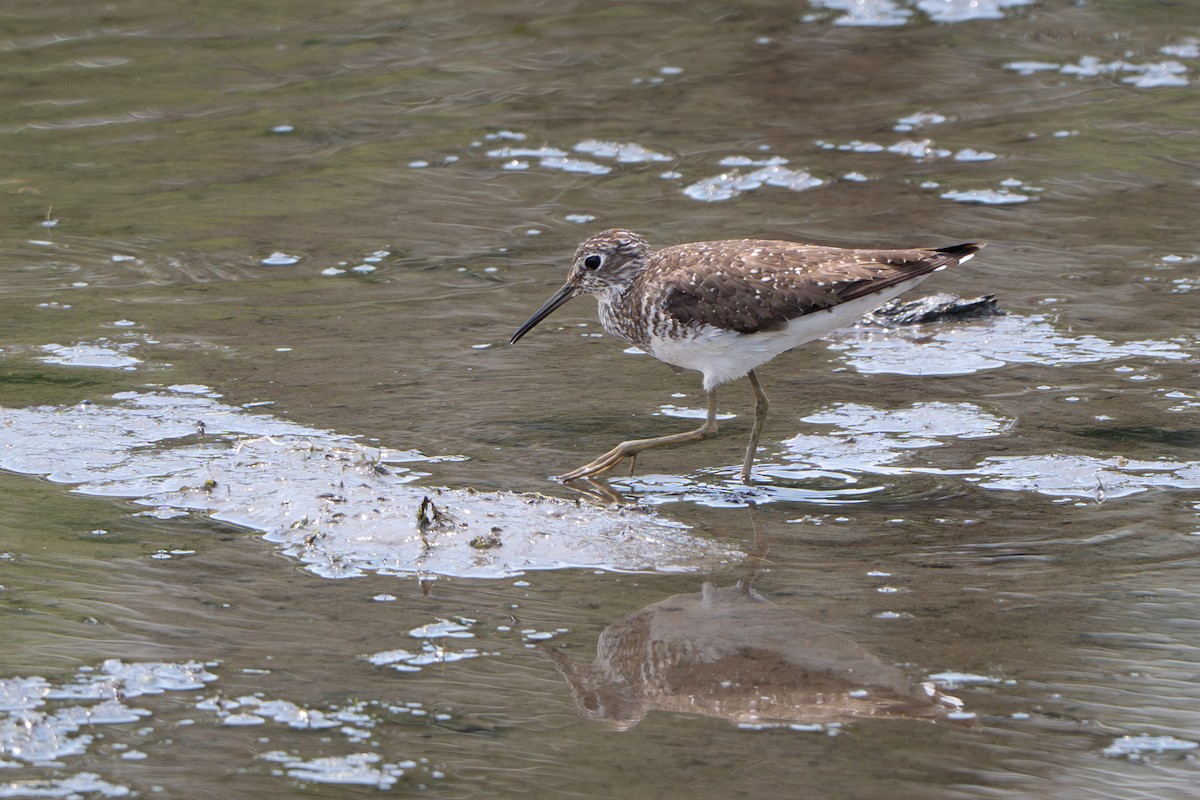 Solitary Sandpiper - ML639067820