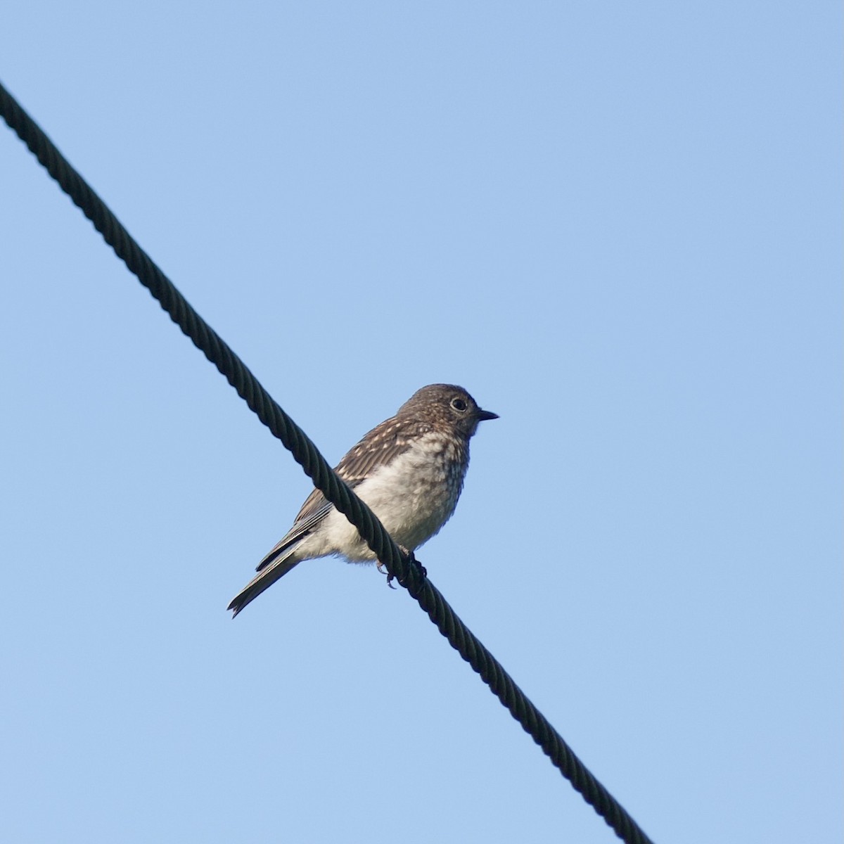 Eastern Bluebird - ML639067825