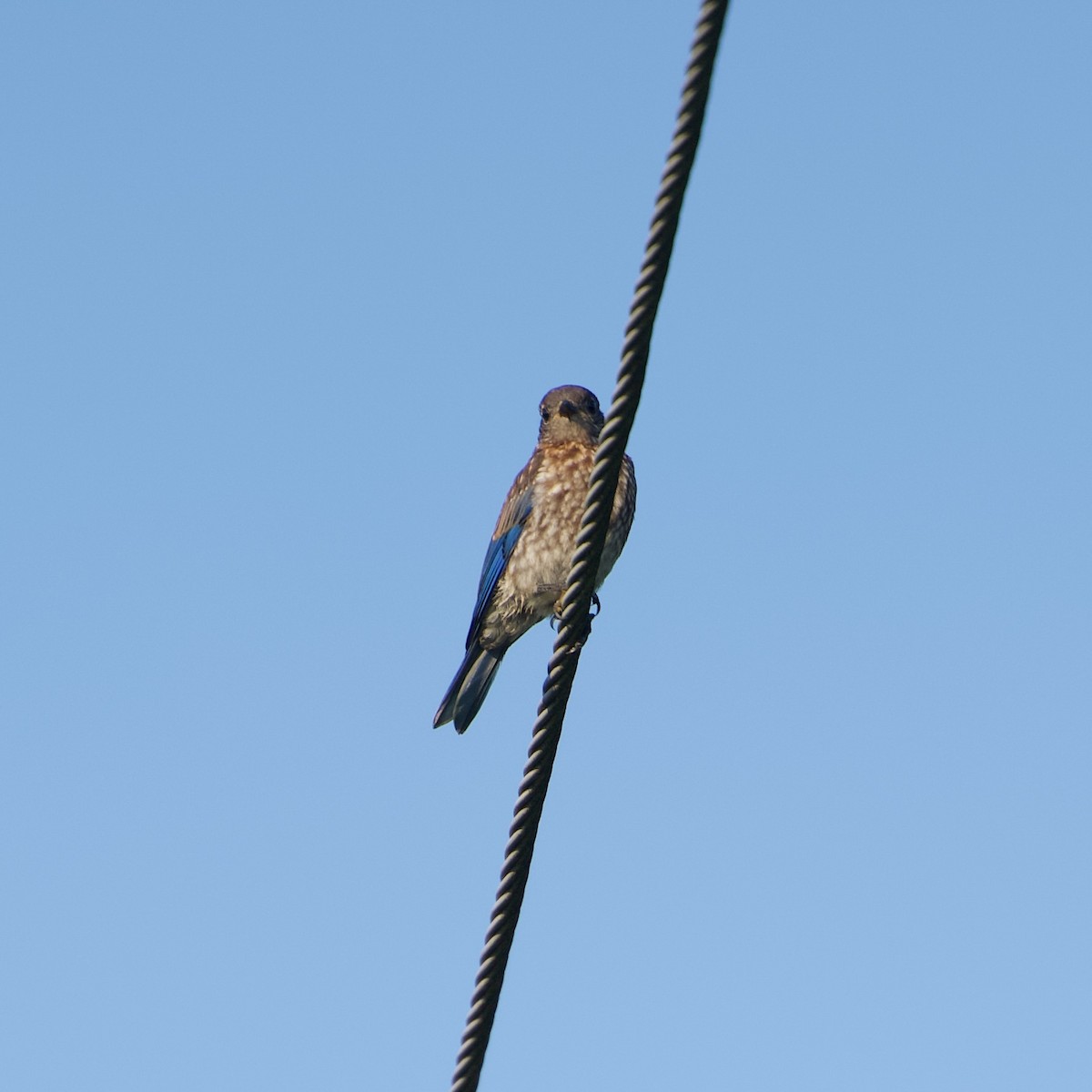 Eastern Bluebird - ML639067826