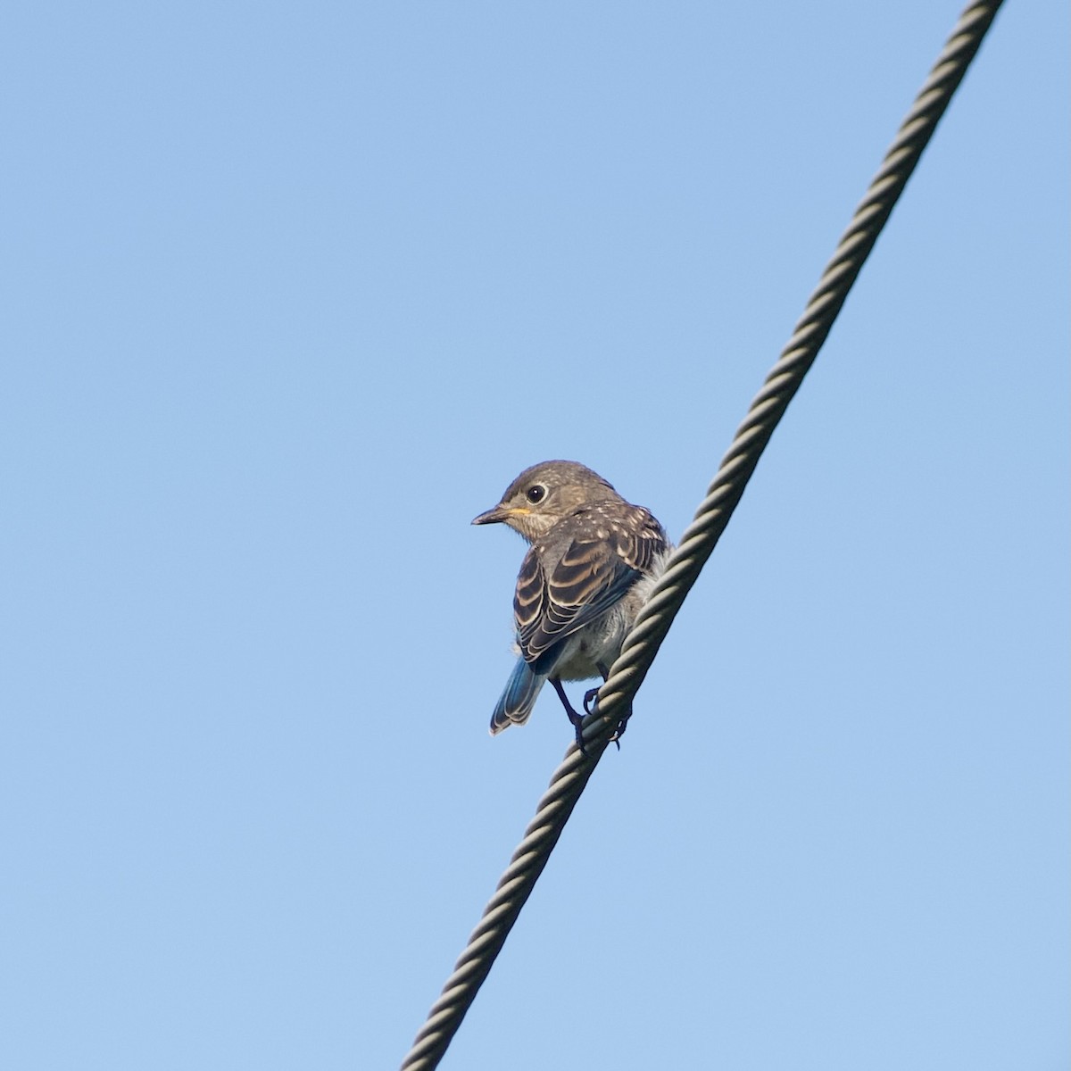 Eastern Bluebird - ML639067827