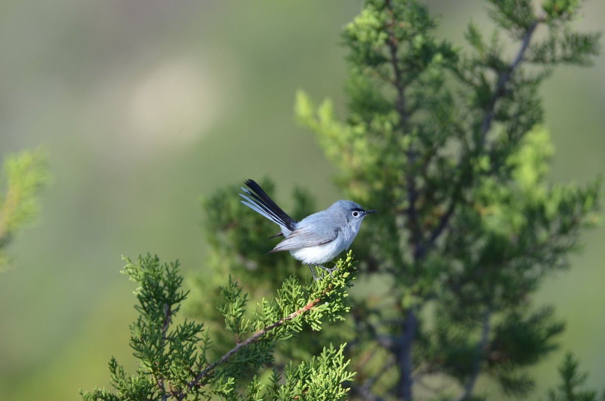 Blue-gray Gnatcatcher - ML639067889