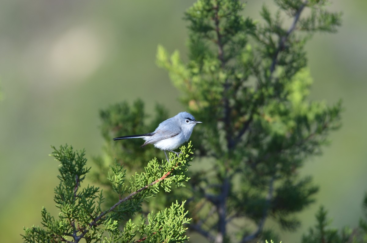 Blue-gray Gnatcatcher - ML639067894