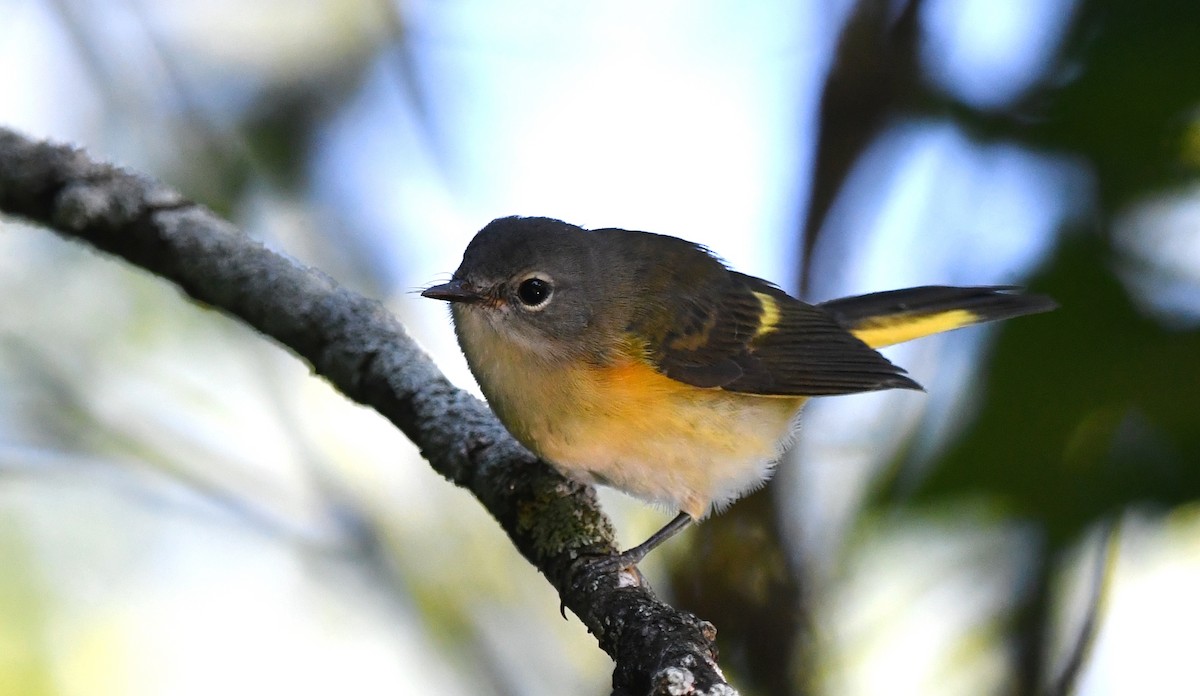 American Redstart - ML639067897