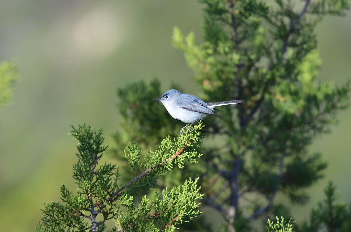 Blue-gray Gnatcatcher - ML639067925