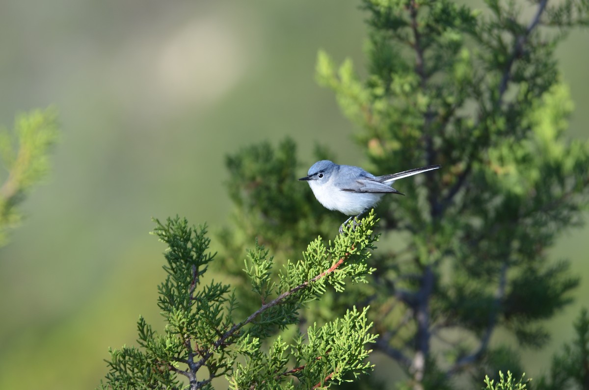 Blue-gray Gnatcatcher - ML639067930
