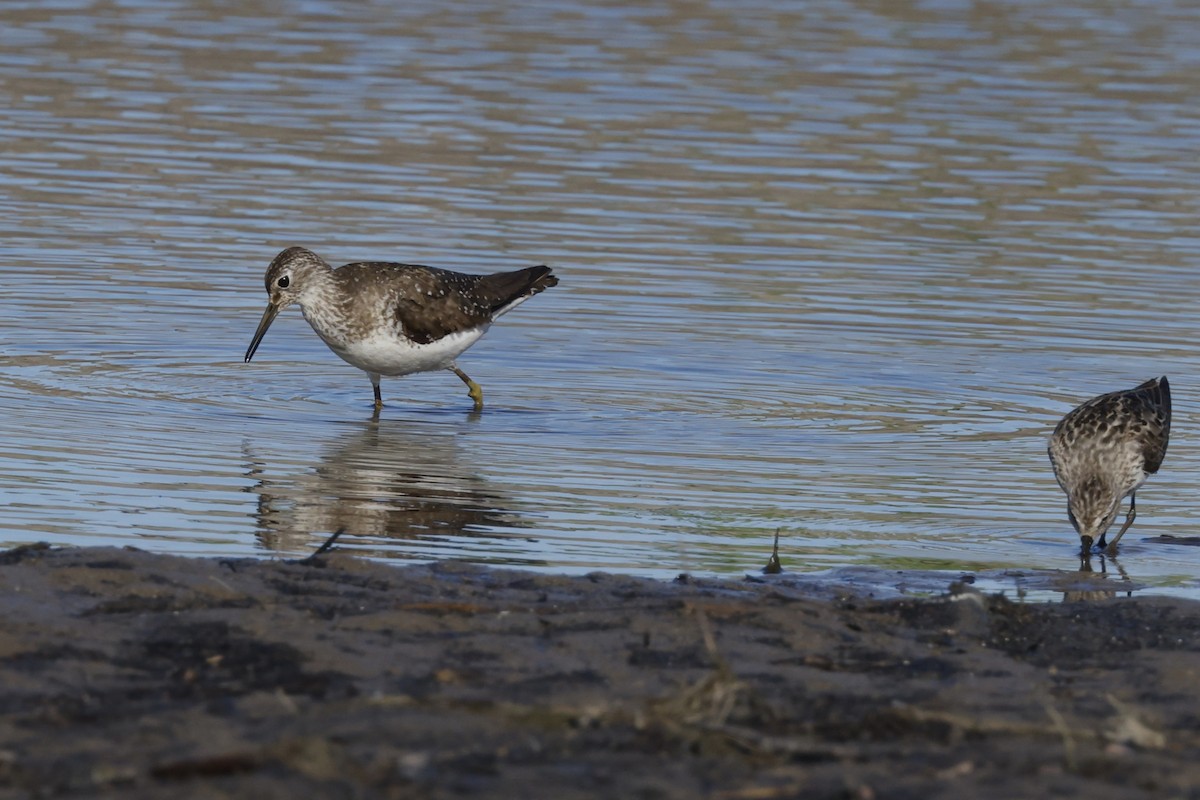 Solitary Sandpiper - ML639067953
