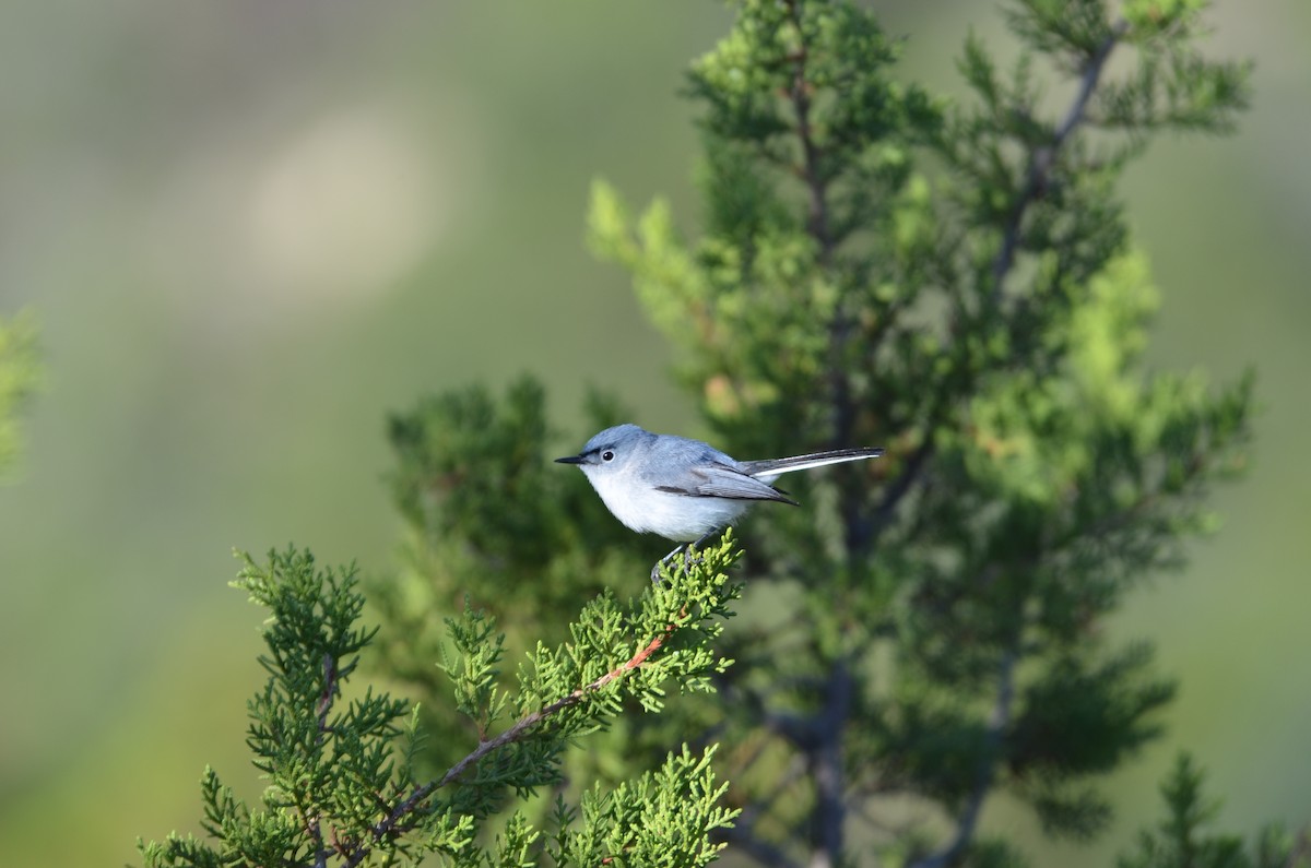 Blue-gray Gnatcatcher - ML639067971
