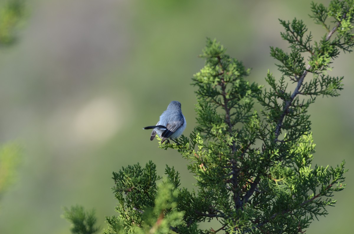 Blue-gray Gnatcatcher - ML639068004