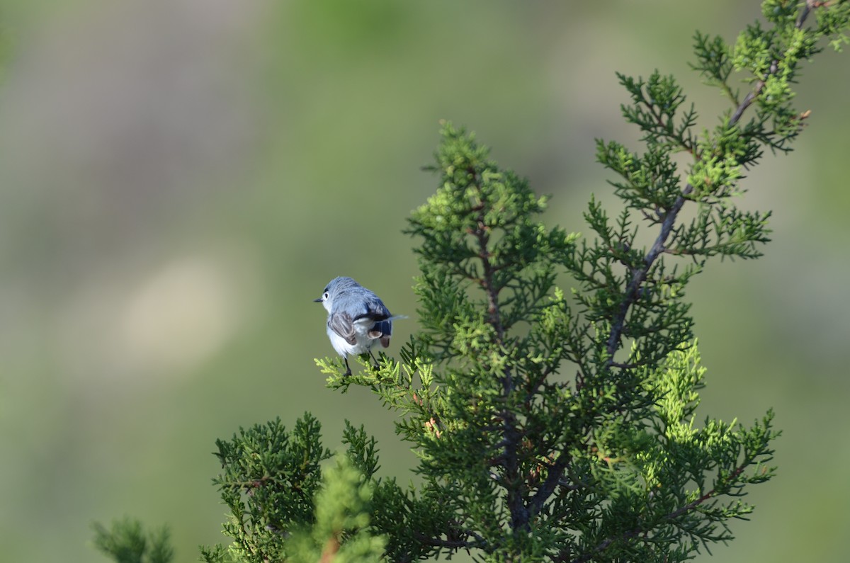 Blue-gray Gnatcatcher - ML639068009