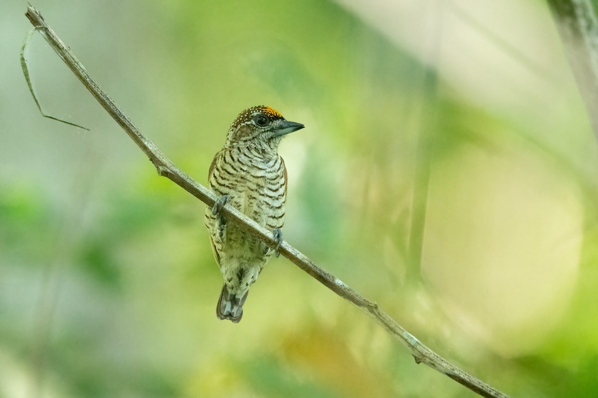 Lafresnaye's Piculet - ML639068012