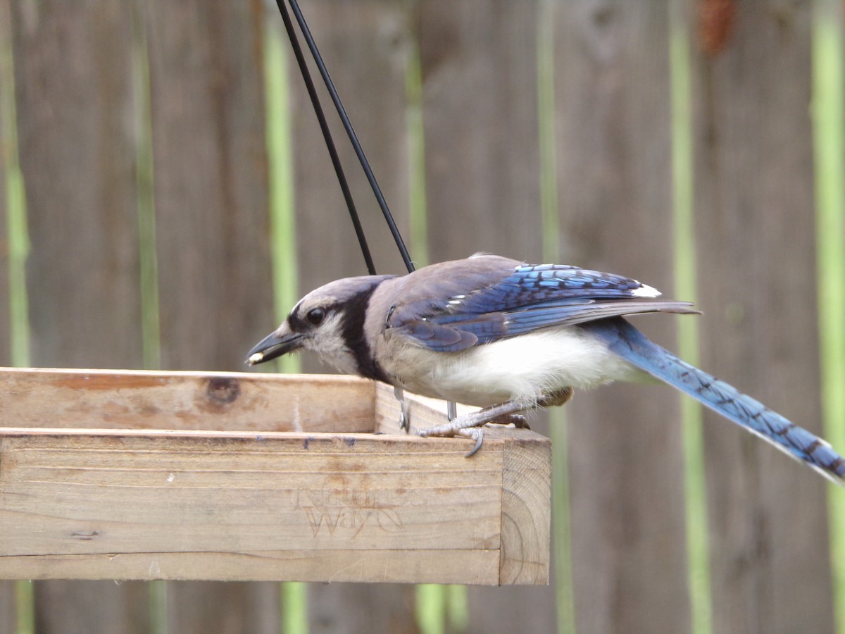 Blue Jay - ML639068074