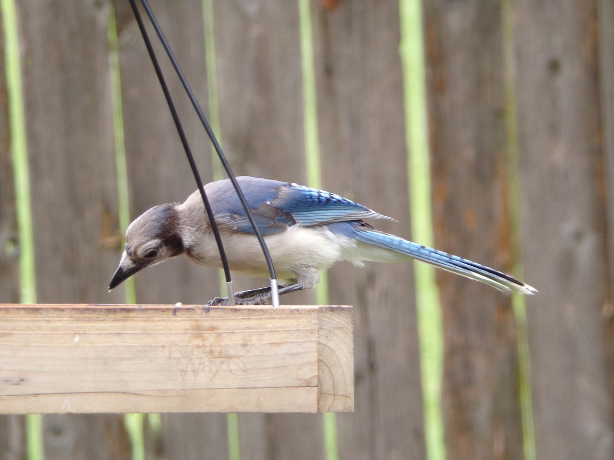 Blue Jay - ML639068075